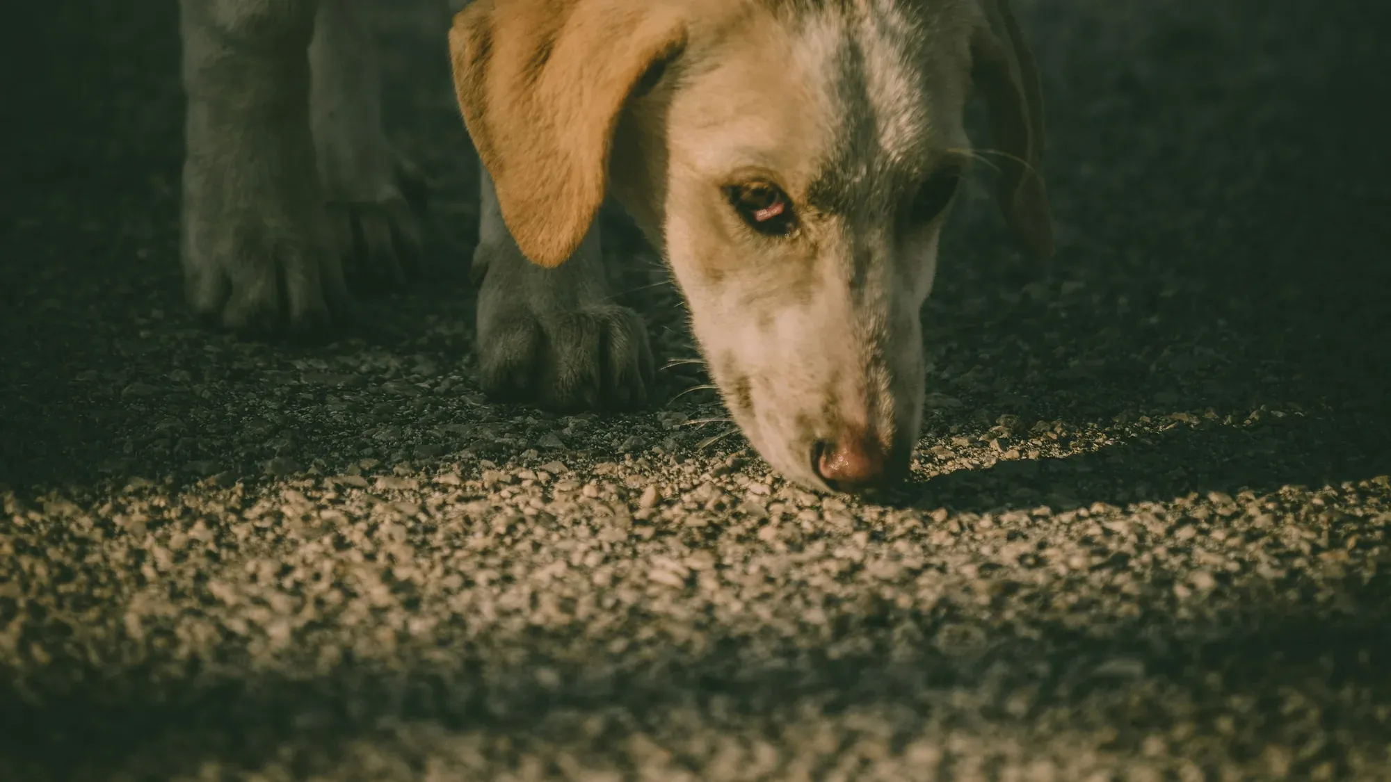Hund sucht mit der Nase einen Teppich ab