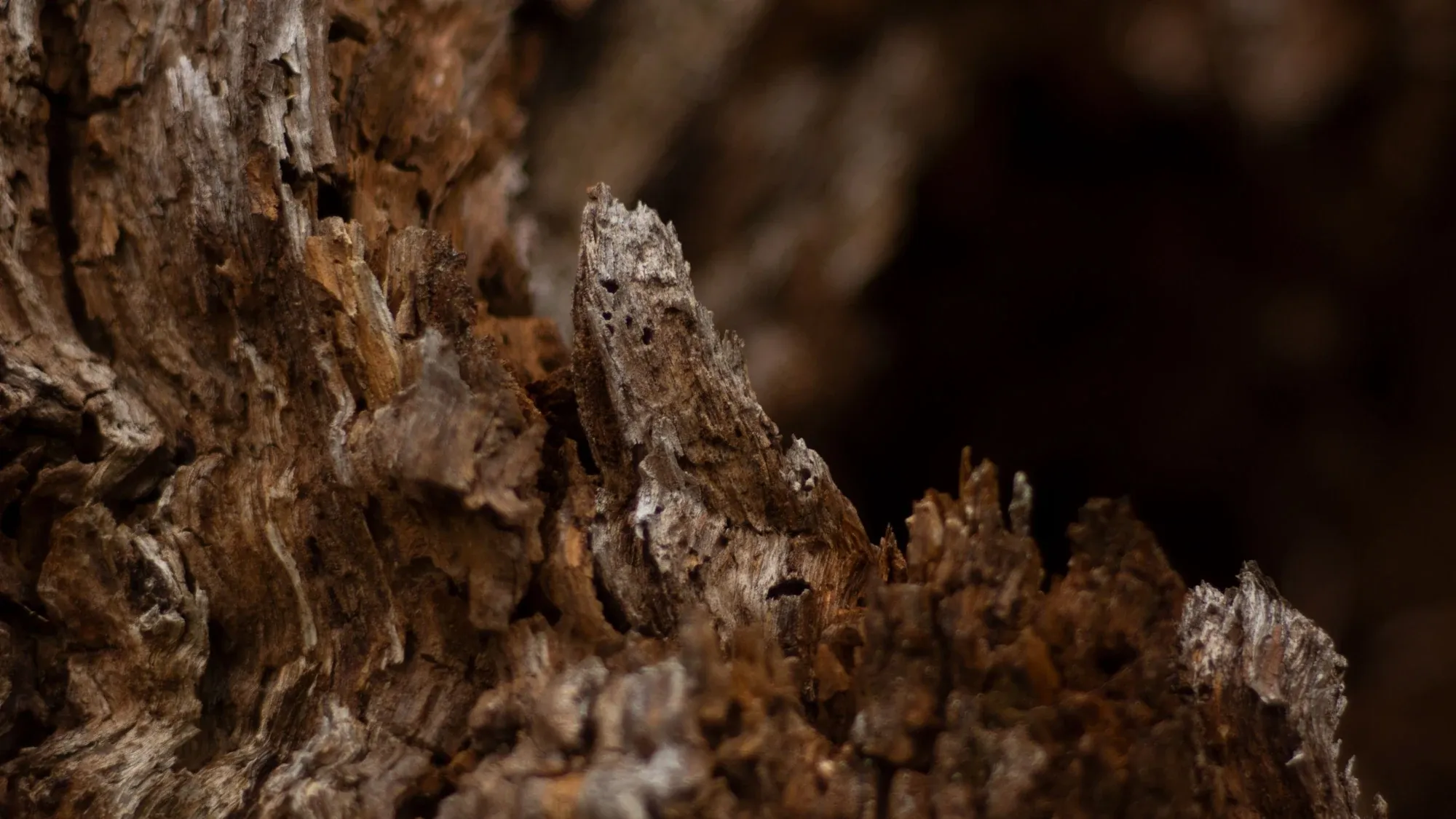 Zerfasertes, angenagtes Holz in Nahaufnahme