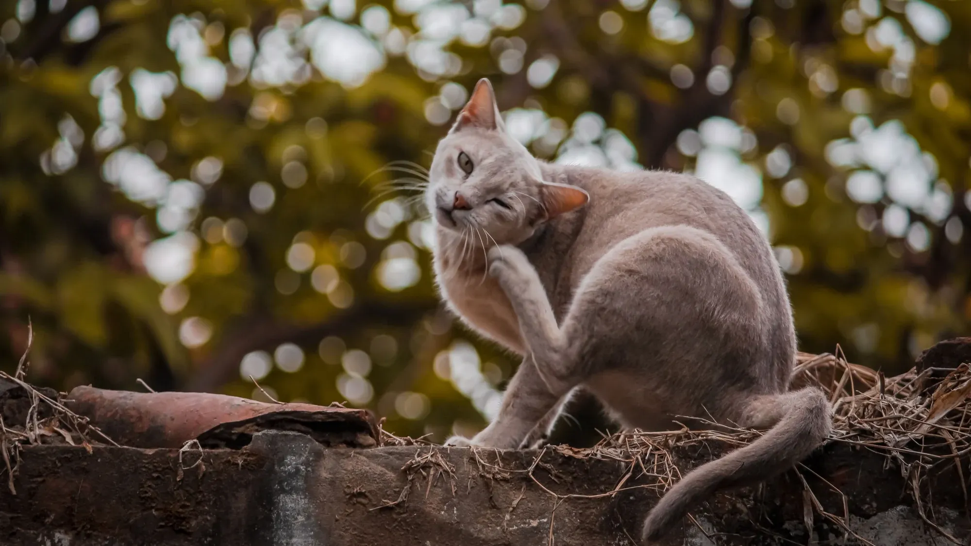 Katze kratzt sich mit der Hinterpfote