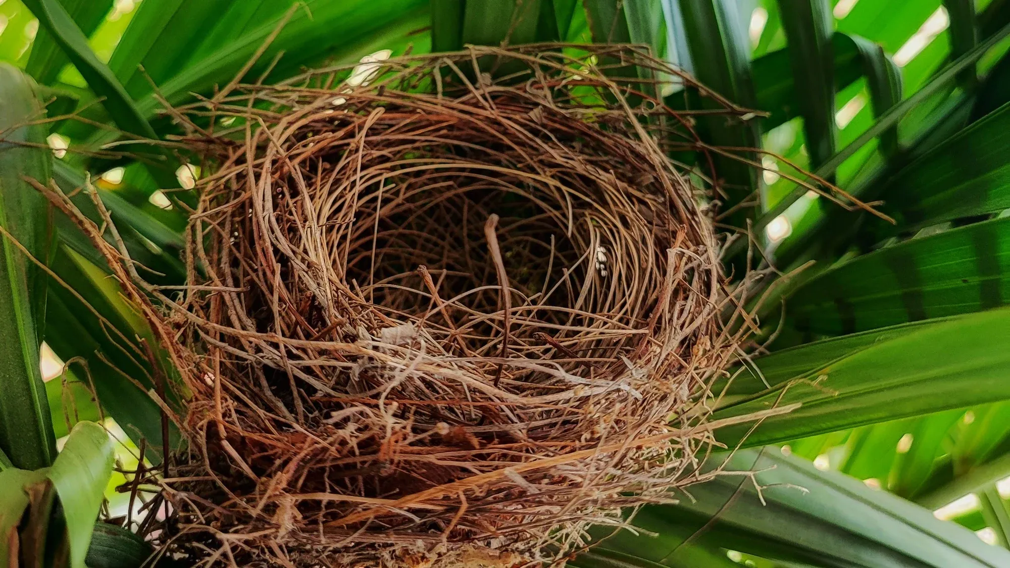 Leeres Vogelnest zwischen Palmblättern