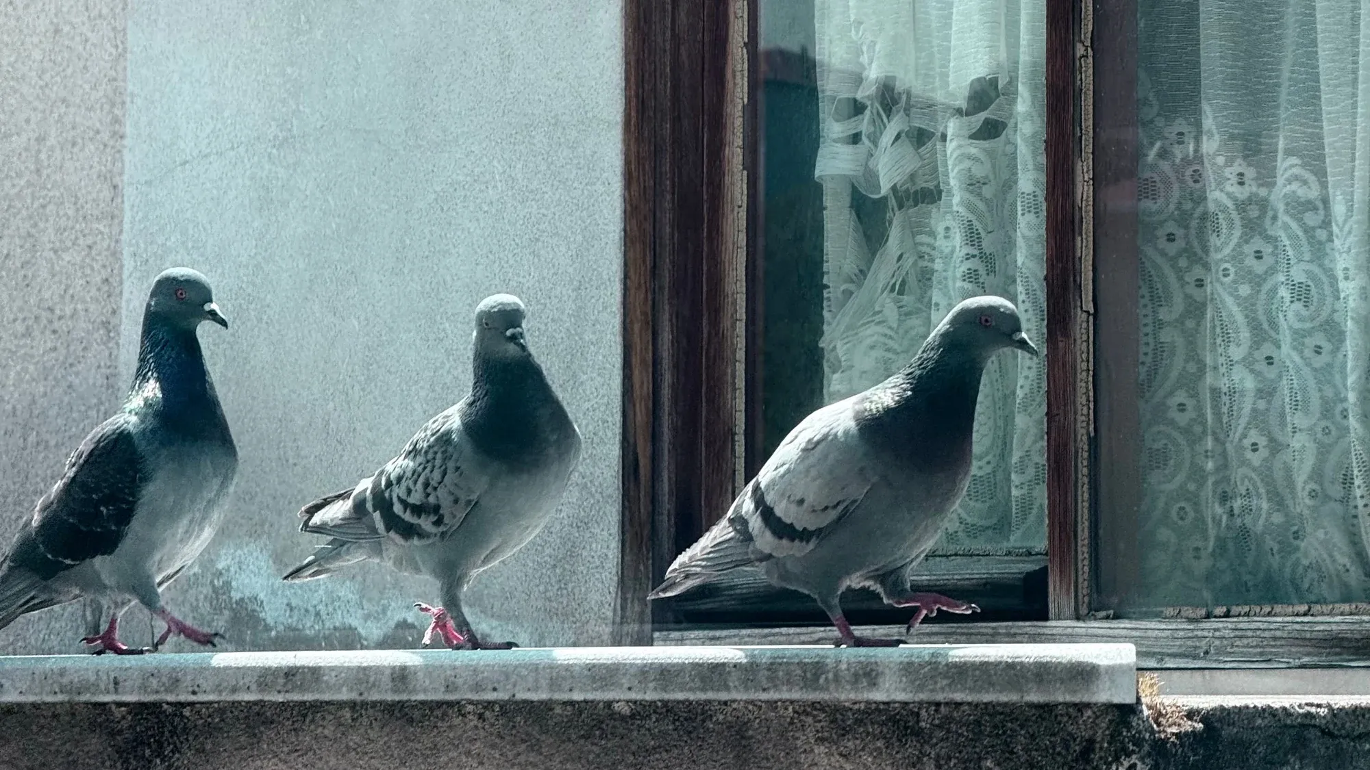 Drei Tauben auf einem Fenstersims