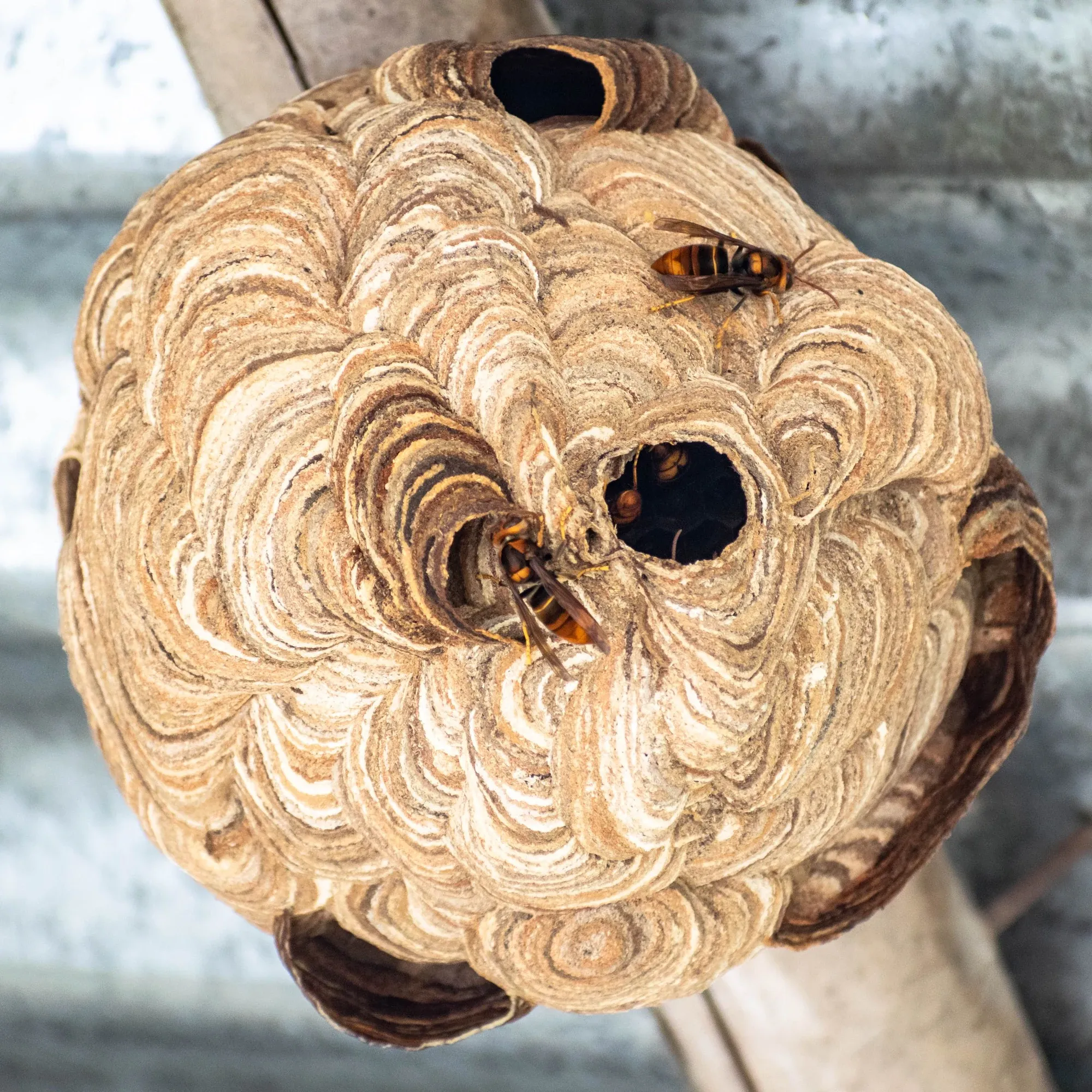 Hornissennest mit Einflugloch unter einem Dach